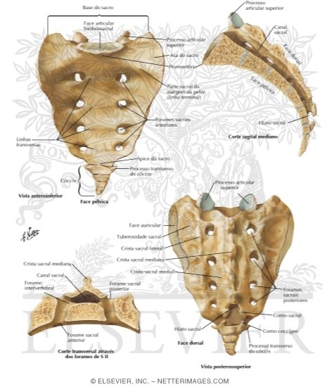 Sacrum and Coccyx
Osteology