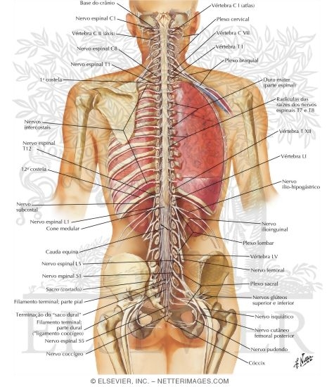 Spinal Cord and Ventral Rami In Situ
