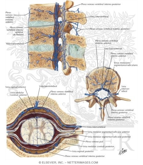Watermarked preview of labeled image: Veins of Spinal Cord and Vertebrae
Veins of Spinal Cord and Vertebral Column
Venous Drainage of Spinal Cord and Vertebral Column
