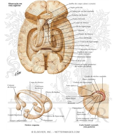 Hippocampus and Fornix