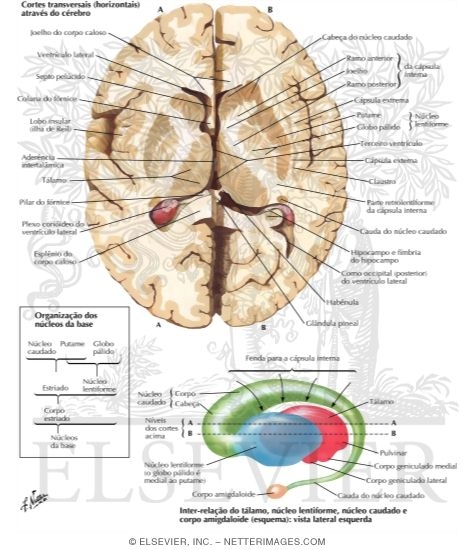 Basal Ganglia
Basal Nuclei (Ganglia)