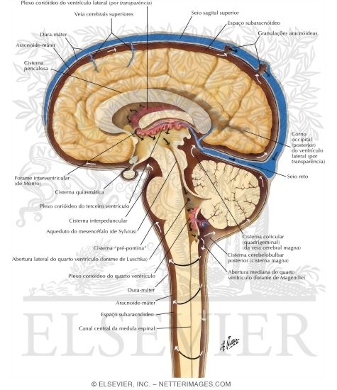 Circulation of Cerebrospinal Fluid