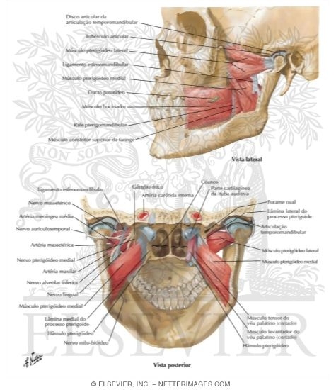 Watermarked preview of labeled image: Muscles Involved in Mastication