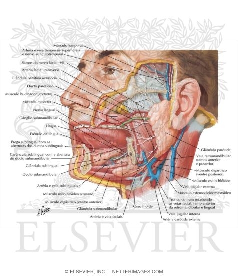Watermarked preview of labeled image: Salivary Glands
