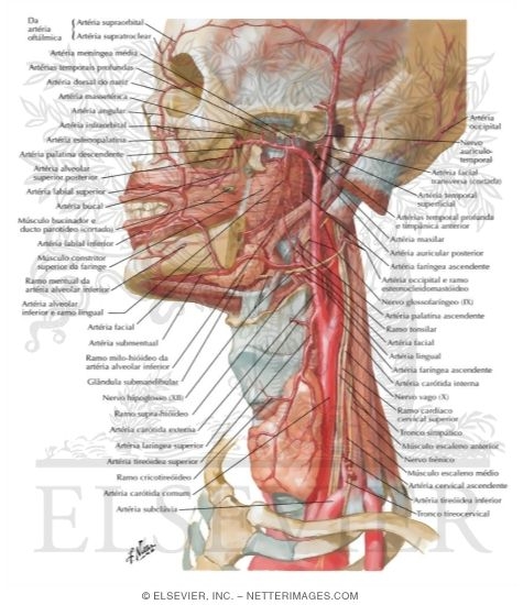 Watermarked preview of labeled image: Arteries of Oral and Pharyngeal Regions
Arterial Supply of the Mouth and Pharynx
Blood Supply of the Mouth and Pharynx
Muscles of Pharynx: Lateral View