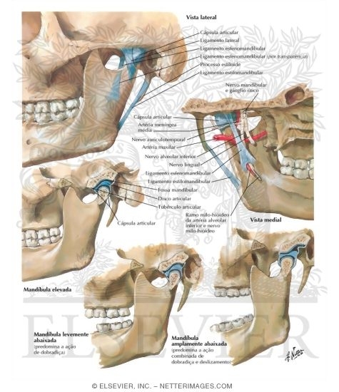 Temporomandibular Joint