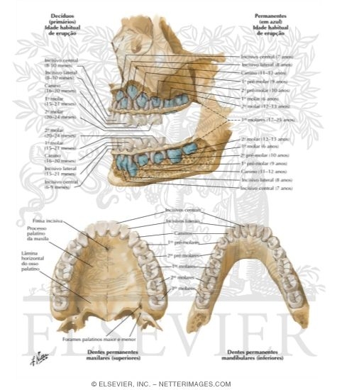 Watermarked preview of labeled image: Dental Eruption