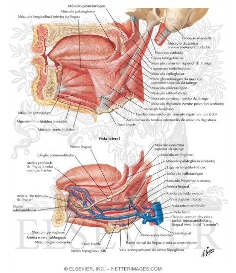Muscles Controlling the Tongue
Tongue