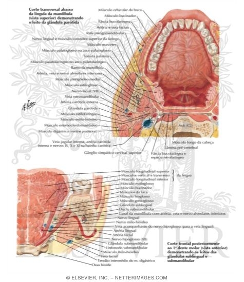 Watermarked preview of labeled image: Sections Through Mouth and Jaw - At Atlas Level and Behind First Molar
Tongue and Salivary Glands: Section