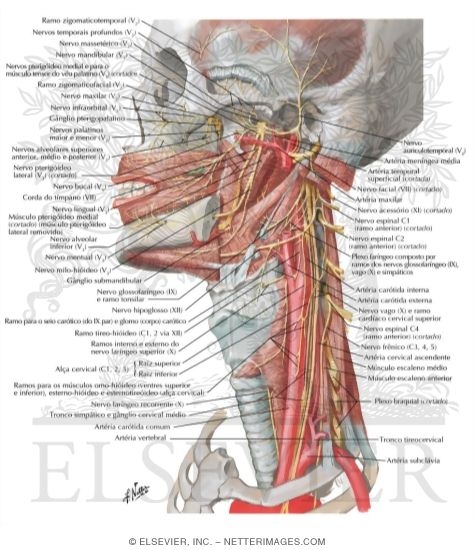 Nerves of Oral and Pharyngeal Regions
Nerve Supply of the Mouth and Pharynx