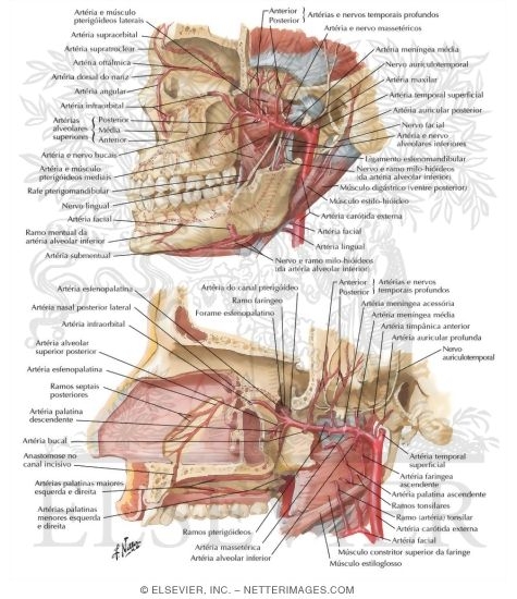 Arterial Supply of the Mouth and Pharynx II
Maxillary Artery
Blood Supply of Mouth and Pharynx