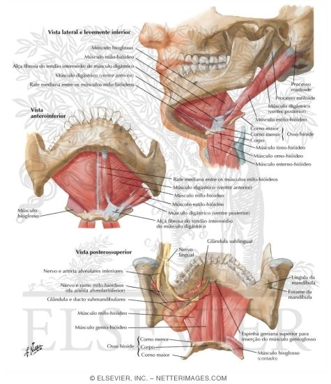 Floor of Mouth