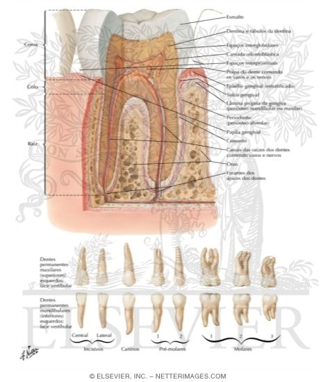 Teeth