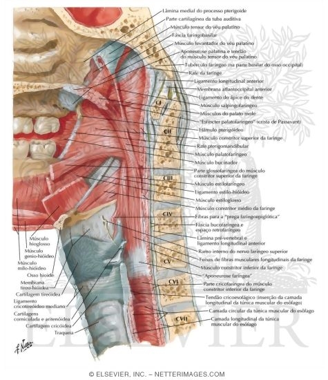 Muscles of Pharynx: Median (Saggittal) Section
Musculature of Pharynx
View of Pharyngeal Muscles From Within