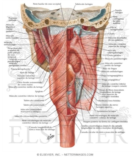 Watermarked preview of labeled image: Muscles of Pharynx: Partially Opened Posterior View
Musculature of Pharynx
Posterior View of Pharyngeal Muscles