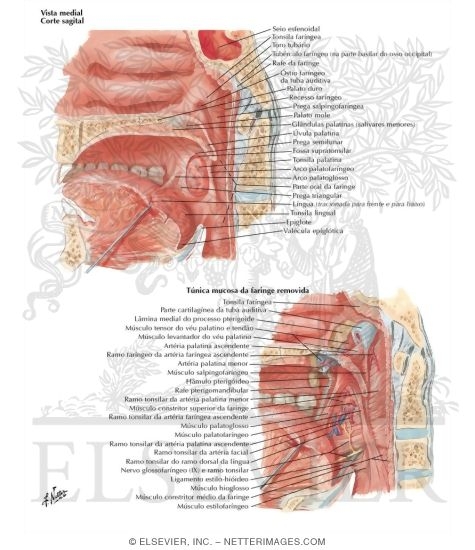 Fauces
Fauces and Tonsils