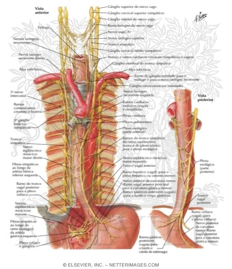 Innervation of Esophagus