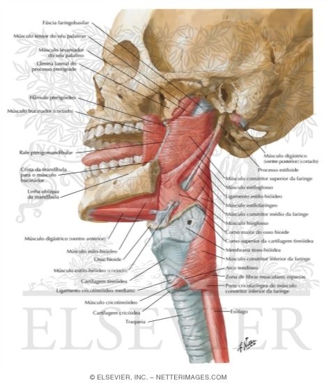 Lateral View of Pharyngeal Muscles
Muscles of Pharynx: Lateral View
Musculature of Pharynx
Muscles of Pharynx: Lateral View