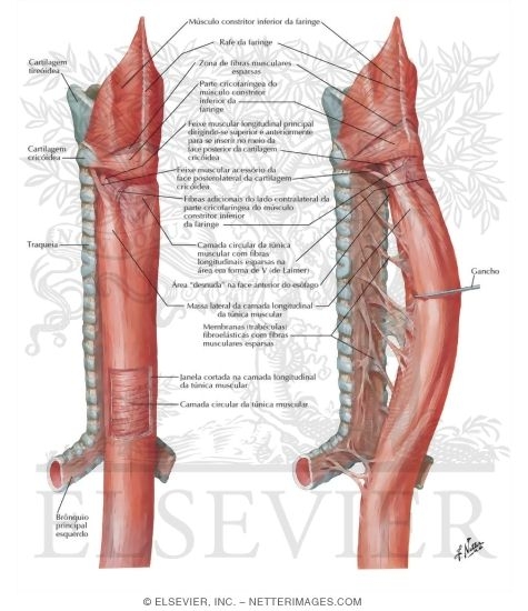 Musculature of the Esophagus