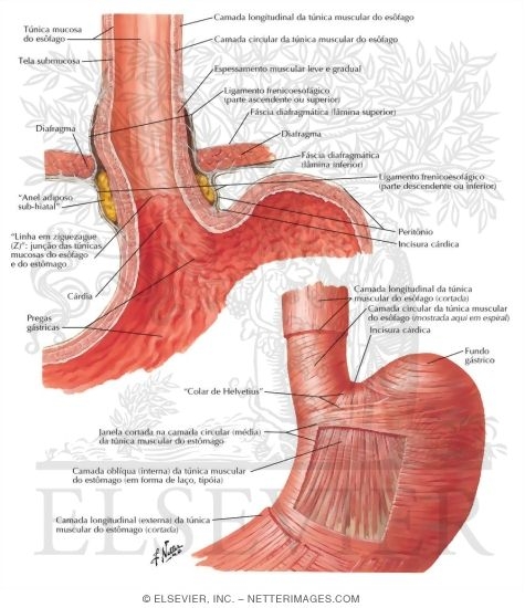 Esophagogastric Junction
Gastroesophageal Junction