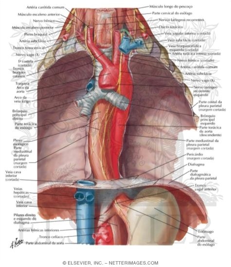 Watermarked preview of labeled image: Esophagus In Situ
Topographic Relationships, Contours and Normal Constrictions of Esophagus