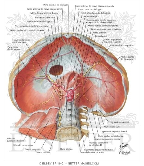 Diaphragm: Abdominal Surface