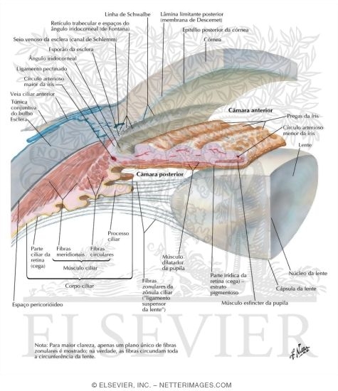 Watermarked preview of labeled image: Anterior and Posterior Chambers of Eye
Anatomy of the Anterior Chamber