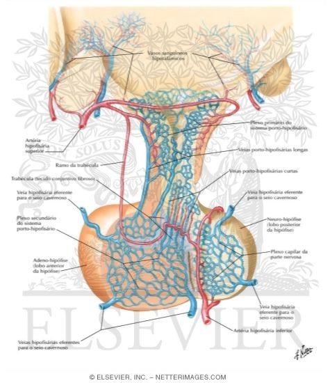Blood Supply of the Pituitary Gland