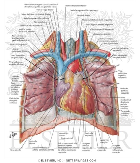 Heart: Anterior Exposure
Position of the Heart-Right Ventricle Anterior