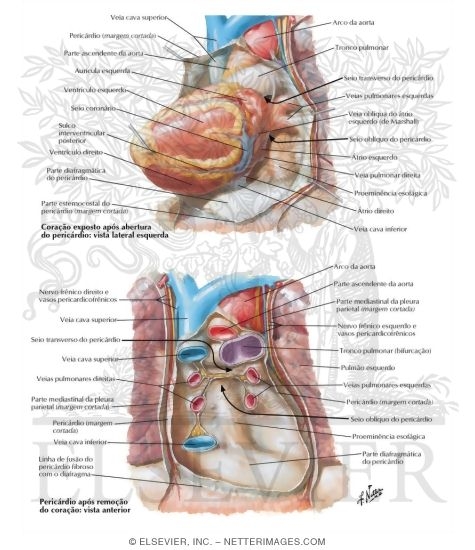 Pericardial Sac
The Heart and Pericardial Sac