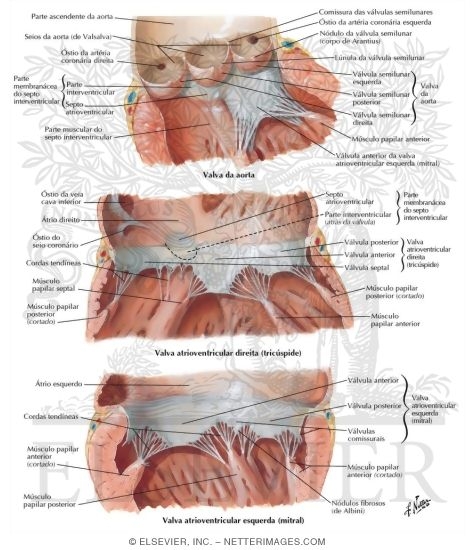 Valves and Fibrous Skeleton of Heart
Valves of Heart