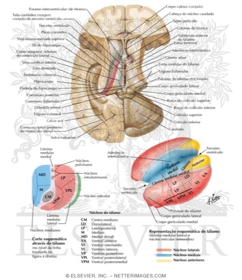 Thalamus