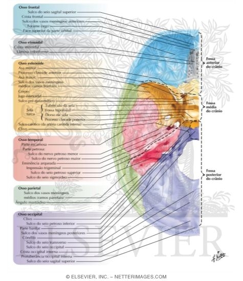 Bones, Markings and Orifices In Base of Skull
Bones of Cranial Base: Superior View
Interior View of the Base of the Adult Skull