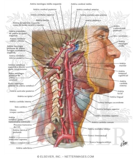 Watermarked preview of labeled image: Arteries to Brain and Meninges