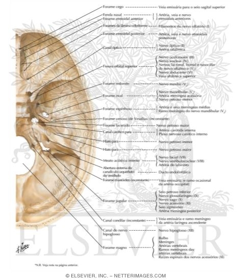 Foramina In the Base of the Adult Skull
Internal Aspect of Base of Skull: Orifices
Foramina of Cranial Base: Superior View