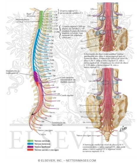 Relation of Spinal Nerve Roots to Vertebrae
The Spine