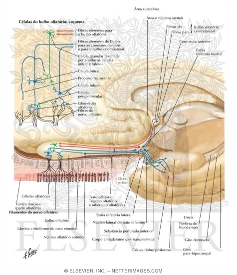 Watermarked preview of labeled image: Olfactory Nerve: Schema