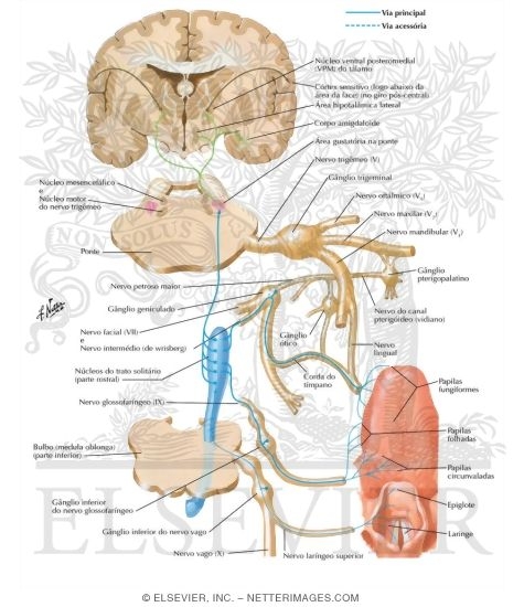 Watermarked preview of labeled image: Taste Pathways: Schema