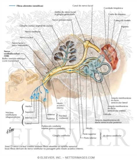 Vestibulocochlear Nerve (VIII)