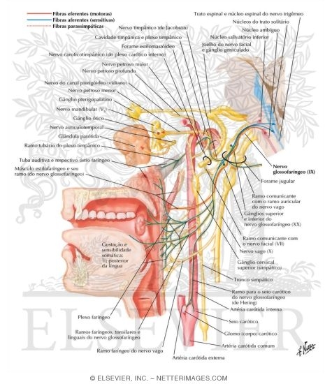 Watermarked preview of labeled image: Glossopharyngeal Nerve (IX) and Otic Ganglion