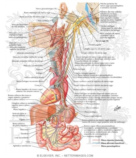 Vagus Nerve (X): Schema