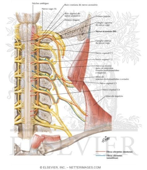 Accessory Nerve (XI): Schema