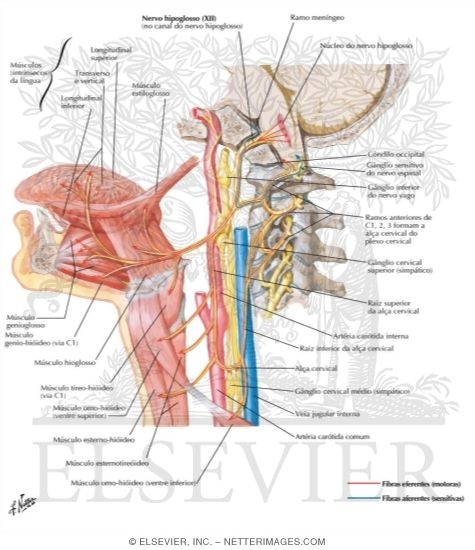 Watermarked preview of labeled image: Hypoglossal (XII) Nerve
Hypoglossal Nerve (XII)
Hypoglossal Nerve (XII): Schema