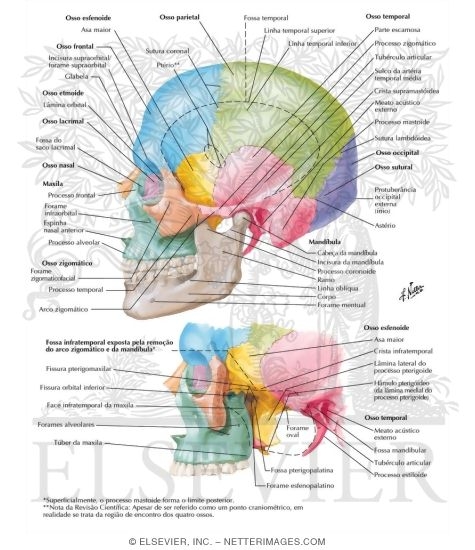Lateral Aspect of Skull