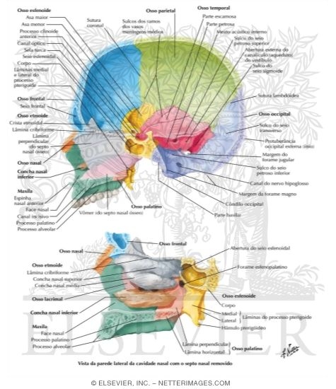Watermarked preview of labeled image: Midsagittal Section of Skull