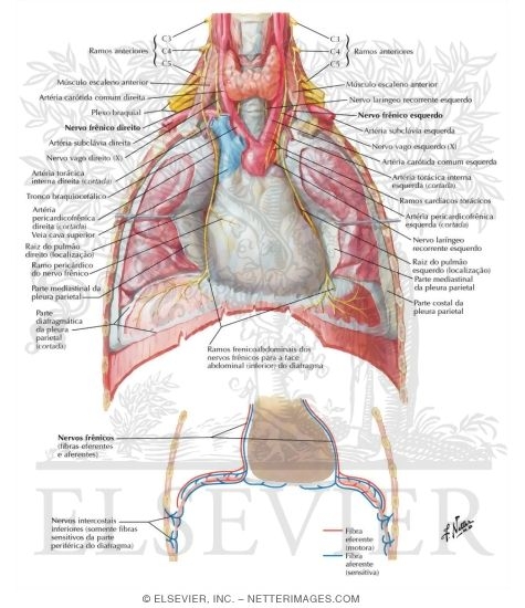 Watermarked preview of labeled image: Phrenic Nerve 