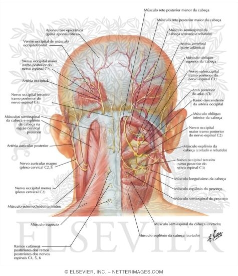 Suboccipital Triangle