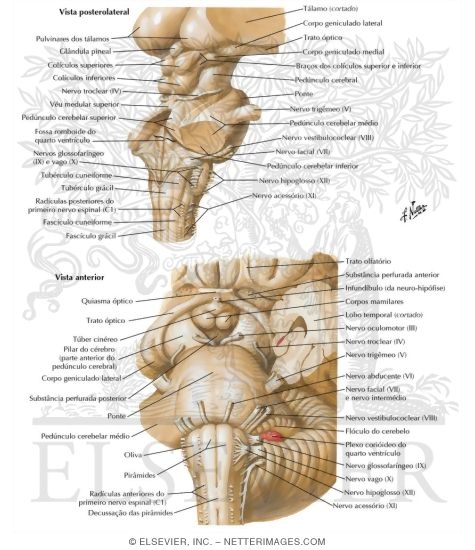 Watermarked preview of labeled image: Brainstem