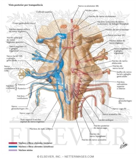Cranial Nerve Nuclei In Brainstem: Schema