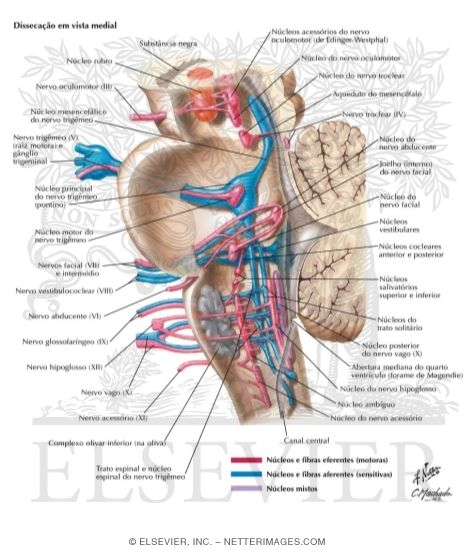 Cranial Nerve Nuclei In Brainstem: Schema